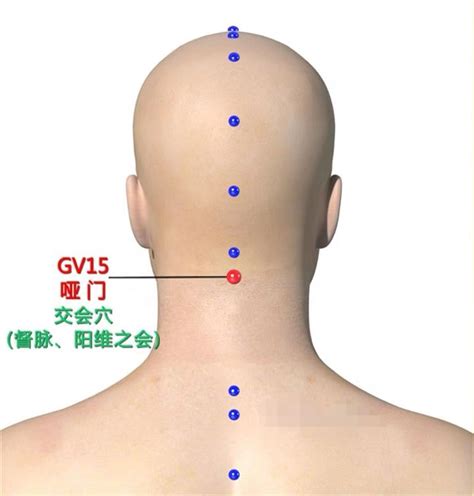 啞門穴位置|啞門穴：緩解舌緩不語、音啞、頭重、頭痛